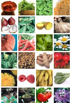 เรื่องของสมุนไพรไทย-จีน